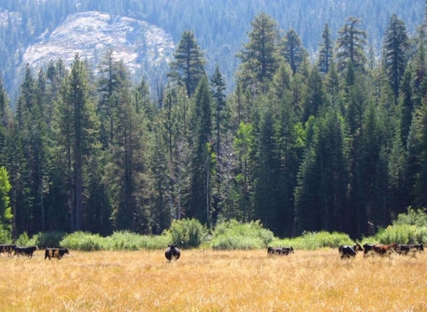 Cattle grazing in meadows, like this one on the Plumas National Forest, can harm meadow health by compacting the soil and may contribute to encroachment by lodgepole pine trees. 